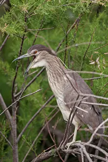 Nycticorax: Young Night Heron (Nycticorax nycticorax) on a branch