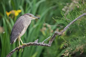 Nycticorax: Young Night Heron (Nycticorax nycticorax) on a branch