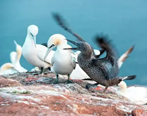 Morus: Young Northern gannet (Morus bassanus) in youth
