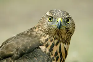 Accipiter: Young northern goshawk (Accipiter gentilis), portrait
