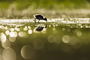 Lapwing: Young Northern Lapwing (Vanellus vanellus) eating