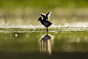 Stretching: Young Northern Lapwing (Vanellus vanellus) stretching