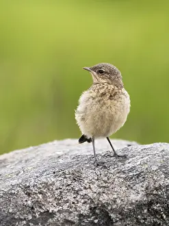 Oenanthe: Young Northern Wheatear (oenanthe oenanthe) on