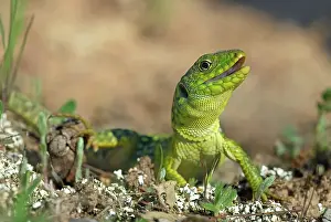 Maures: Young Ocellated Lizard Maures Mountain France