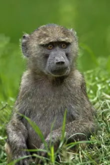 Nakuru: Young Olive Baboon, Lake Nakuru National