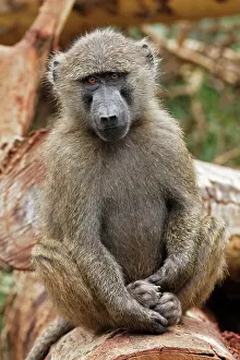 Nakuru: Young Olive Baboon, Lake Nakuru National