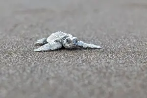 Turtle: Young olive ridley sea turtle (Lepidochelys olivacea)