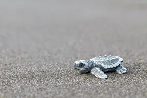 Turtle: Young olive ridley sea turtle (Lepidochelys olivacea)