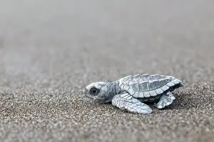Turtle: Young olive ridley sea turtle (Lepidochelys olivacea)