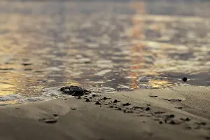 Turtles: Young olive ridley sea turtles (Lepidochelys olivacea)