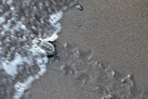 Turtles: Young olive ridley sea turtles (Lepidochelys olivacea)