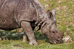 Unicornis: Young One-horned Rhinoceros feeding, Kaziranga