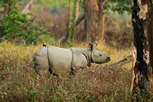 Unicornis: Young One-horned Rhinoceros, Kaziranga National