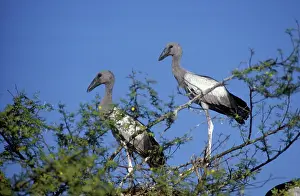 Bharatpur: Young Open-billed Storks