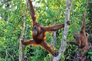 Utan: Young Orang Utan (Pongo pygmaeus) in tree, Tanjung