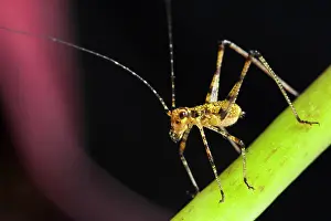 Orthoptere: Young Orthoptera on a stem, France