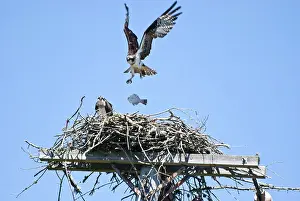 Pandion: Young Osprey Dropping Fish into Nest