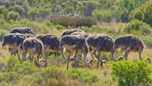 Struthio: Young ostriches at Bushman's Kloof in Western