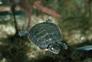 Chrysemys: Young Painted Turtle