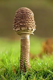 Parasol: Young Parasol - in acid grassland