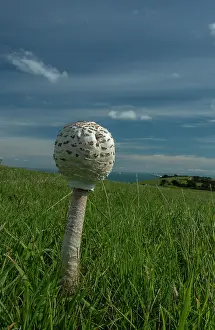 Eukaryotes: Young Parasol, Macrolepiota procera, fungus grow