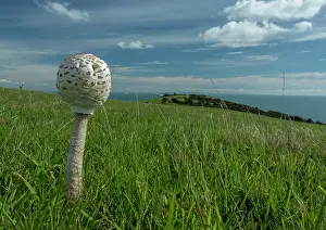 Double: Young Parasol, Macrolepiota procera, fungus grow