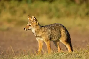 Pampa: Young Patagonian fox standing in pampa in late