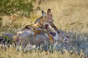Pampa: Two young Patagonian foxes playing with each other