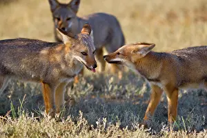Pampa: Three young Patagonian foxes playing with each