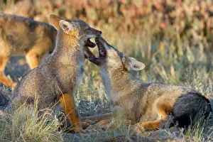 Pampa: Two young Patagonian foxes playing with each other
