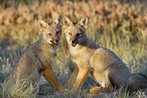Zorro: Two young Patagonian foxes sitting side by side