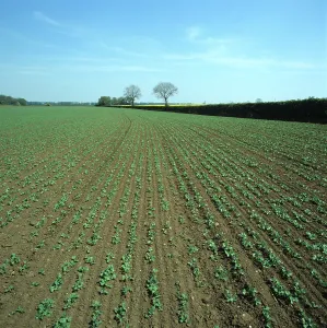 Hedgerow: Young pea crop