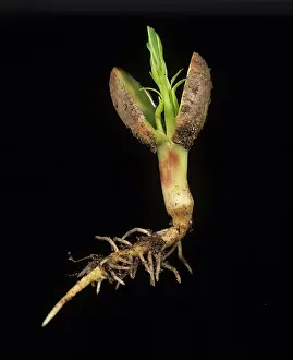 Germinating: Young peanut seedling
