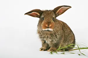 Bunnies: Young pet rabbit
