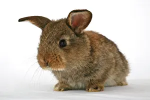 Bunnies: Young pet rabbit