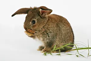 Bunnies: Young pet rabbit cleaning itself