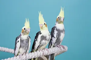 Nymphicus: Young Pied Cockatiels