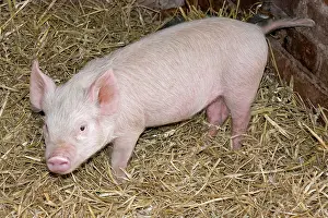 Sties: Young Pig on straw bedding