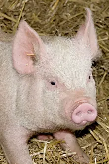 Sties: Young Pig on straw bedding