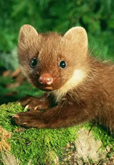 Martens: Young Pine Marten - close-up on forest floor