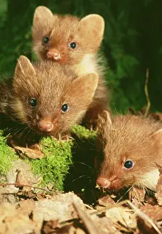 Martens: Young Pine Martens - three play on forest floor