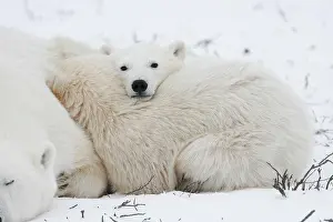 Warmth: Young polar bears (Ursus maritimus) huddling against