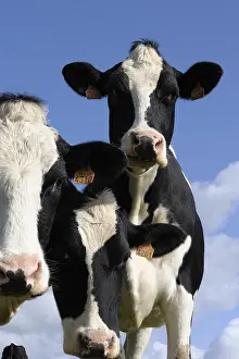 Populations: Young Prim'Holstein Cows in a meadow Nord Pas-de-Calais