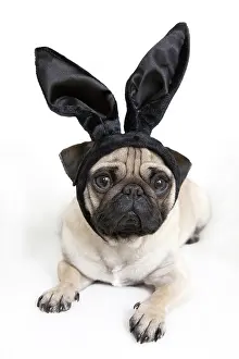 Comic: Young pug with black bunny ears