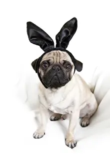 Junger: Young pug with black bunny ears Junger Mops mit