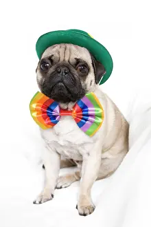 Bows: Young pug with a green hat and a colorful bow tie