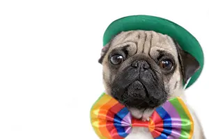 Bows: Young pug with a green hat and a colorful bow tie