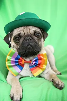 Bows: Young pug with a green hat and a colorful bow tie
