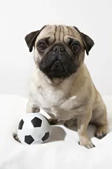 Garland: A young pug with a little football between his paws