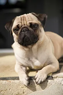 Step: Young pug lying on a step in the sun Ein junger